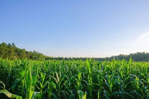 Industrie-Voeding-Gas-Nederland